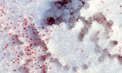 Red blood on the white snow in winter.