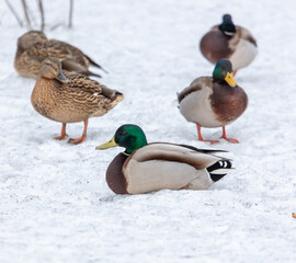 A flock of ducks on a frozen lake