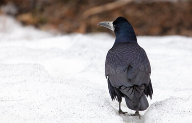 Portrait of a black crow on the snow