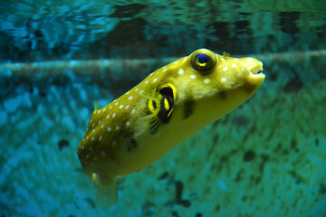 fish in aquarium
