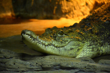 crocodile in the zoo