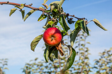 ripe apples at the tree