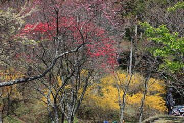 Fototapeta premium 桃源郷。神奈川県松田町の人里離れた山の上にある最明寺史跡公園は、春になると桜や桃、レンギョウなどが咲き誇り、まさに桃源郷のようなっ景色となる。