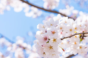 Obraz premium さくら