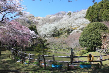 桃源郷。神奈川県松田町の人里離れた山の上にある最明寺史跡公園は、春になると桜や桃、レンギョウなどが咲き誇り、まさに桃源郷のようなっ景色となる。