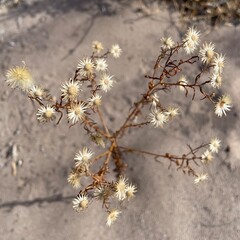 flowers of a tree