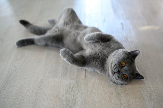 Black cat lying on its back, young cat sleeping with legs spread open, lying in a funny and revealing position. British Shorthair Blue color supine on the wooden floor in the house, Top view