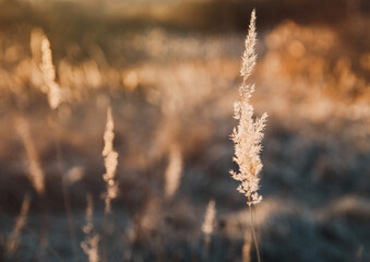 High dry grass, reeds at sunset orange light with blured background. Nature plant
