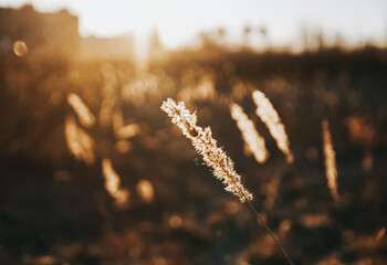 High dry grass, reeds at sunset orange light with blured city background. Nature plant with building