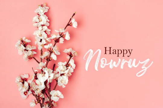 Sprigs of the apricot tree with flowers on pink background Text Happy Nowruz Holiday Concept of spring came Top view Flat lay Hello march, april, may, persian new year