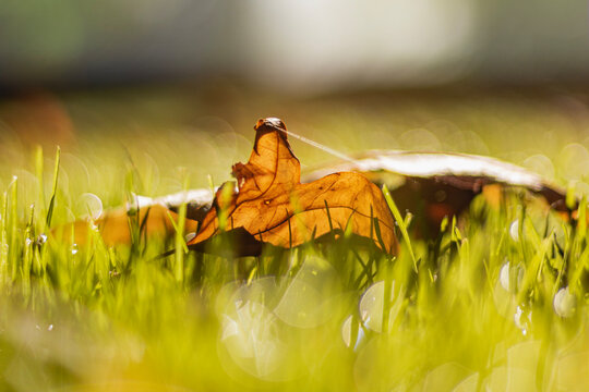 autumn leaves on the grass