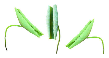 Isolated potted young waterlily or lotus leaf with clipping paths.