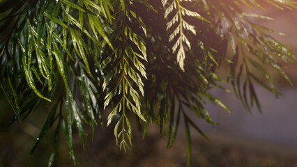 Beautiful green leaves in the warm morning is ideal for relaxing.
