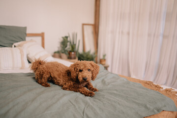 Hund Pudel im Bett