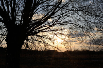 Rural landscape with willow trees near a river in early spring in the evening before dusk near...