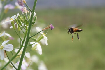 Honey bee flying around blooming flowers for collecting honey