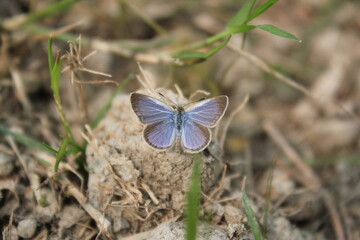 Closeup shot of colorful butterfly sitting on mud
