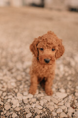 Welpe Pudel Portrait