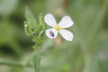 Closeup shot of fly sitting on blooming white flowers