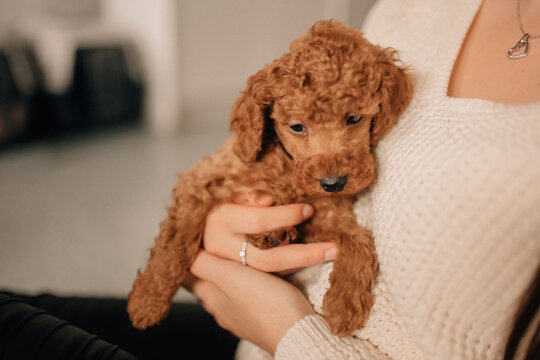 Welpe Pudel auf dem Arm