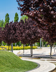 Prunus cerasifera 'Nigra' (black plum or 'Pissardii Nigra') with purple leaves around artificial slide for outdoor activities. Public city landscape park "Krasnodar" or Galitsky park. Spring 2021