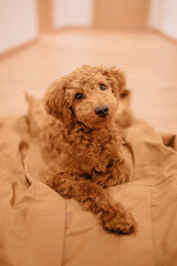 Hund Pudel auf der Jacke