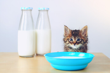 Whatever the question, the answer is milk. Studio shot of an adorable tabby kitten drinking milk from a bowl on a table.