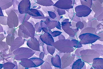 Vivid purple blue leaves pattern. Blue gradient colored filter. Creative layout, toned, horizontal