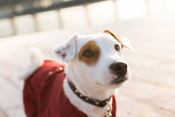 Adorable Jack Russell Terrier outdoors. Portrait of a little dog.