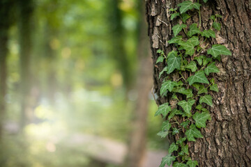 Tranquil natural background with ivy growing on a tree trunk in summer nature. Peaceful park scenery with green plant climbing on bark with copy space. Shallow depth of field with blurred background.
