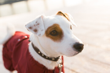 Adorable Jack Russell Terrier outdoors. Portrait of a little dog.