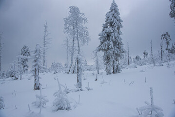 Fototapeta na wymiar Winter landscape with covered snow trees