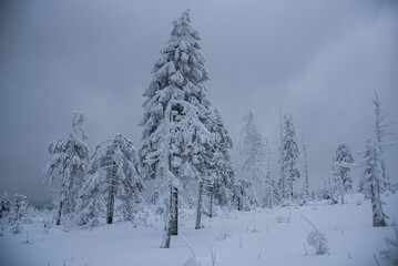 Winter landscape with covered snow trees