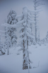 Winter landscape with covered snow trees
