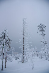 Fototapeta na wymiar Winter landscape with covered snow trees
