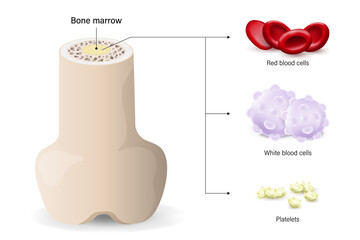 Bone marrow, the source of red blood cells, white blood cells, and platelets. - obrazy, fototapety, plakaty