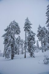 Winter landscape with covered snow trees