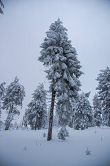 Winter landscape with covered snow trees