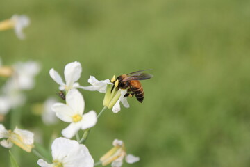 Closeup shot of honeybee collecting honey from flowes