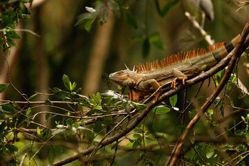 Wild green iguana, iguana iguana, with spiky back lying on branch and resting in jungle of national park Cahuita, Costa Rica. Tropical reptile in rainforest from side view with copy space.