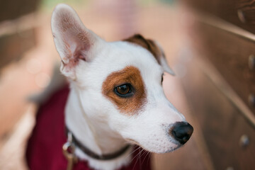 Adorable Jack Russell Terrier outdoors. Portrait of a little dog.