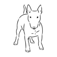 Bull terrier, bull terrier funny face, black and white vector illustration