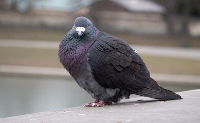 Common pigeon or dove, domestic bird resting in Krakow, Poland.