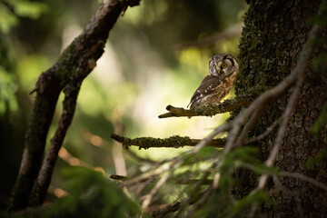 Alert boreal owl, aegolius funereus, looking aside in forest with copy space. Curious wild bird waiting in woodland on a branch. Animal wildlife in nature.