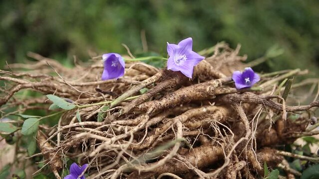 2019 Gangwon-do Wonju bellflower flower shooting