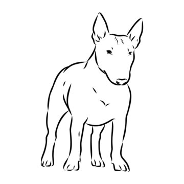 recommend clip art: Bull terrier, bull terrier funny face, black and white vector illustration
