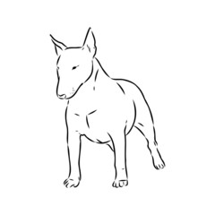 Bull terrier, bull terrier funny face, black and white vector illustration