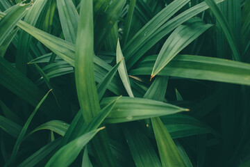 Green leaves background