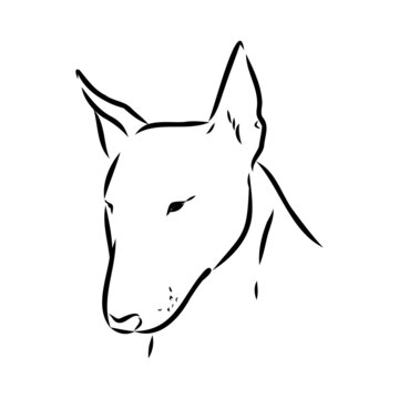 Bull terrier, bull terrier funny face, black and white vector illustration