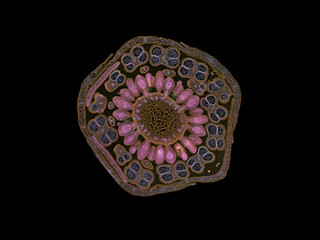 cross section cut slice of plant stem under the microscope – microscopic view of plant cells for...